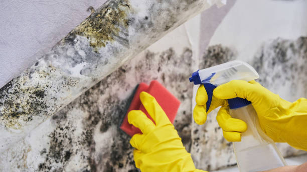 Best Industrial Mold Remediation  in Glencoe, AL